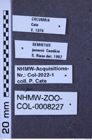 Etikette zu Semiotus jansoni (Candèze, 1874) (NHMW-ZOO-COL-0008227)